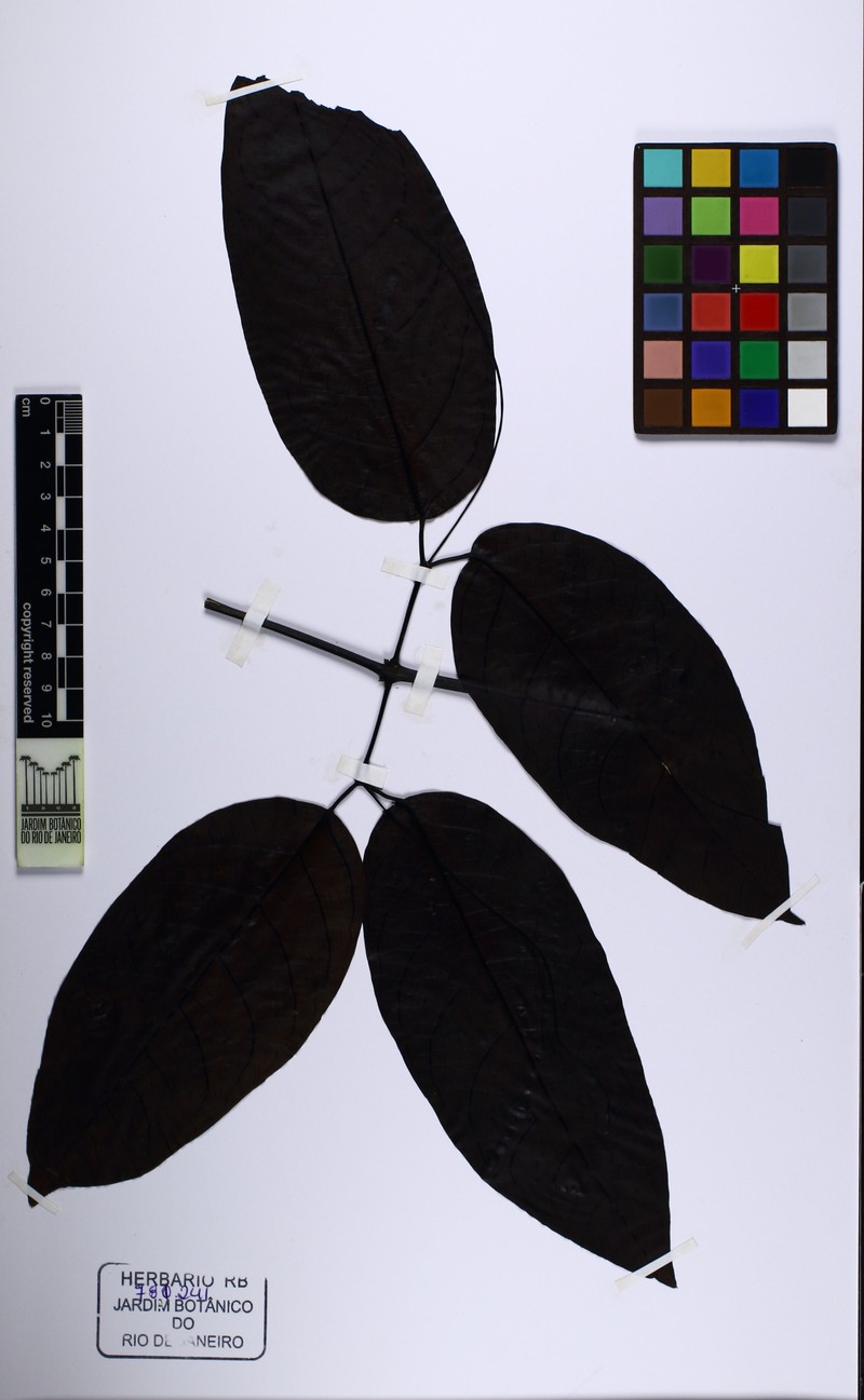 Adenocalymma bracteolatum photo 2