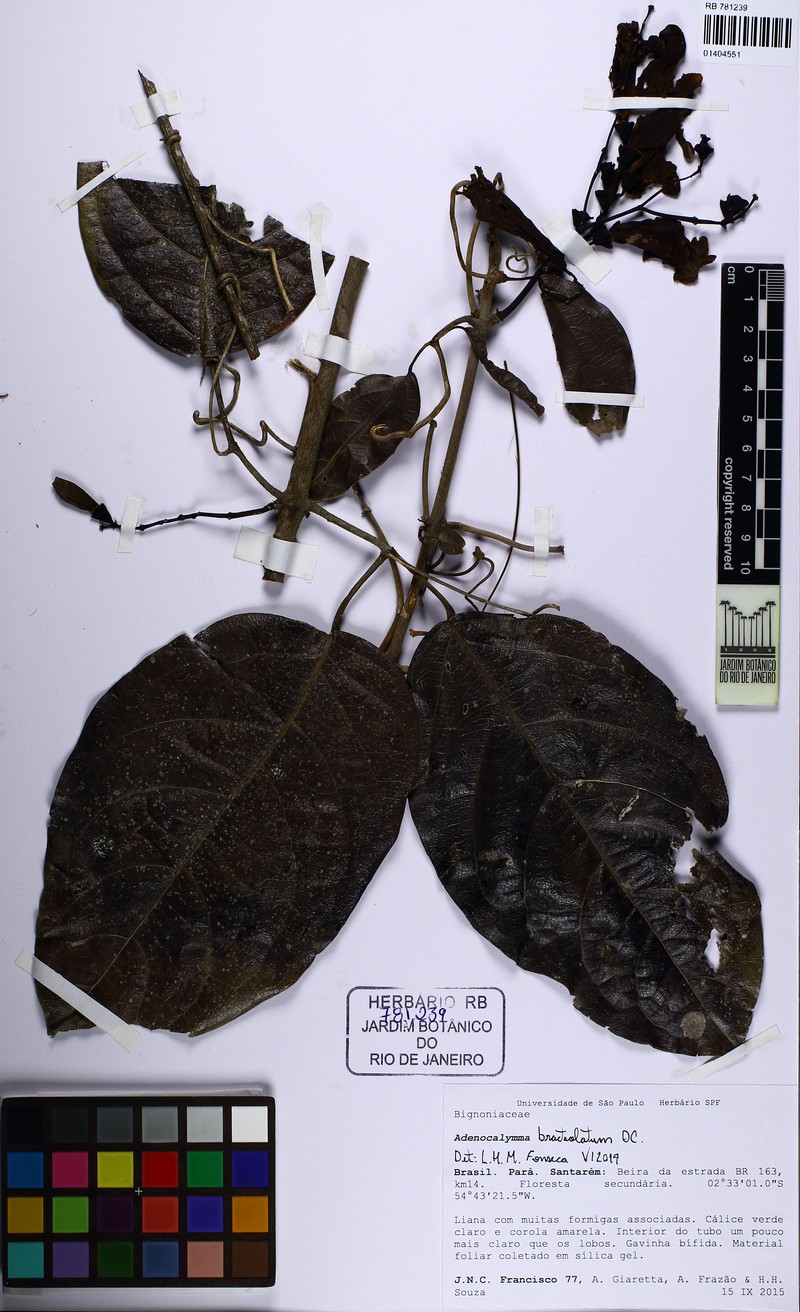 Adenocalymma bracteolatum photo 3