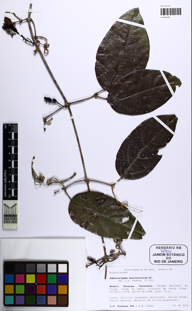 Adenocalymma bracteolatum photo 4