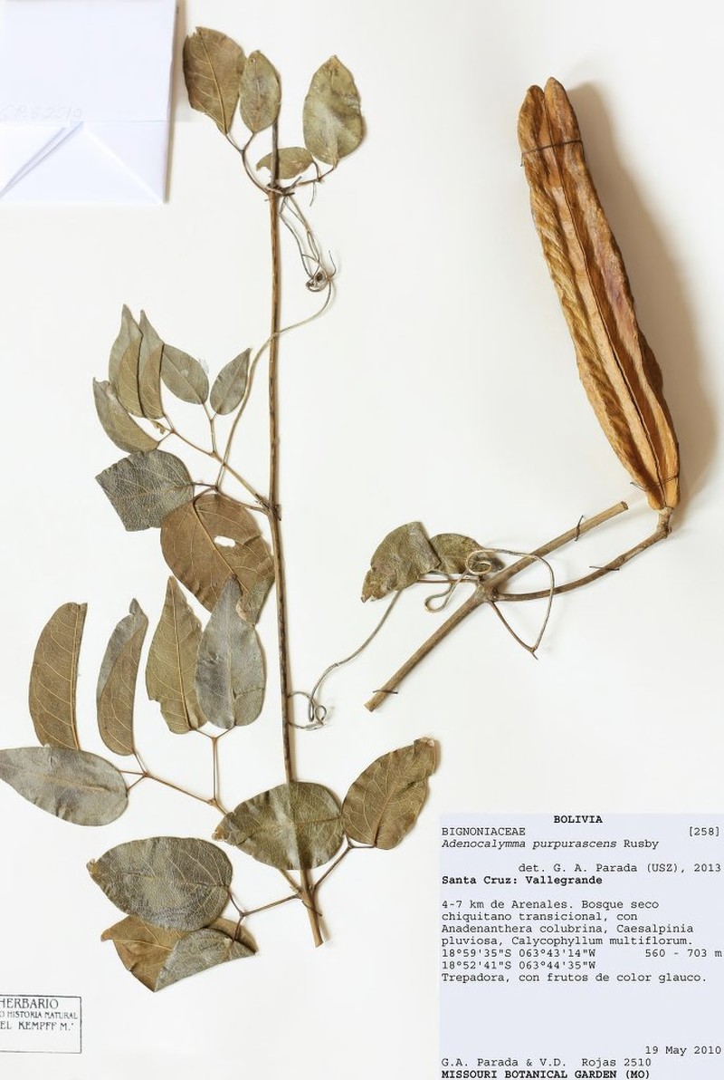 Adenocalymma bracteolatum photo 5