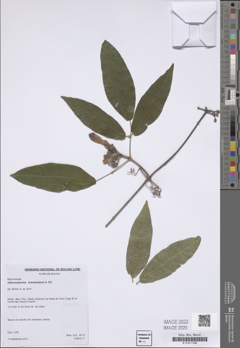 Adenocalymma bracteolatum photo 6