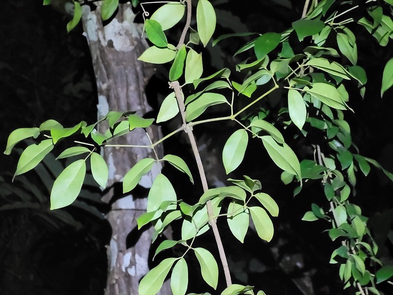 Adenocalymma bracteosum photo 2