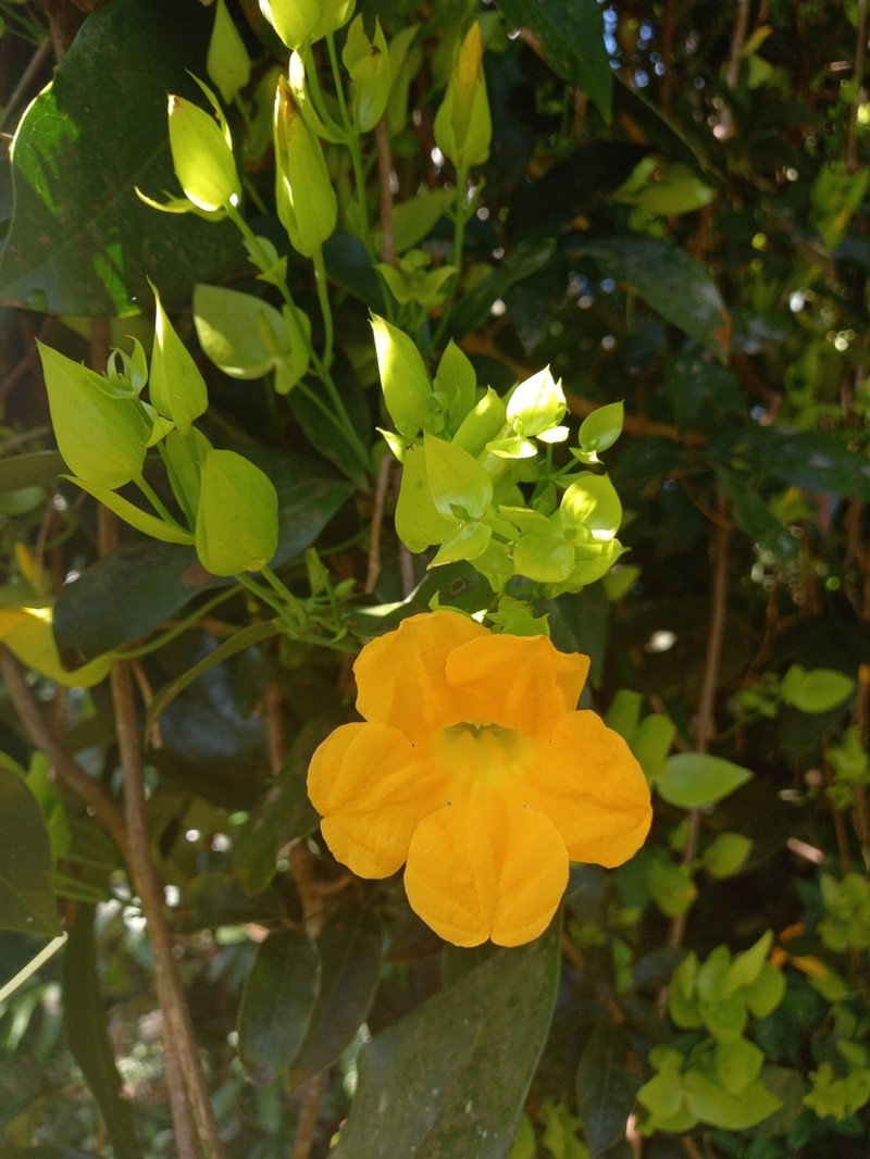 Adenocalymma bracteosum photo 3