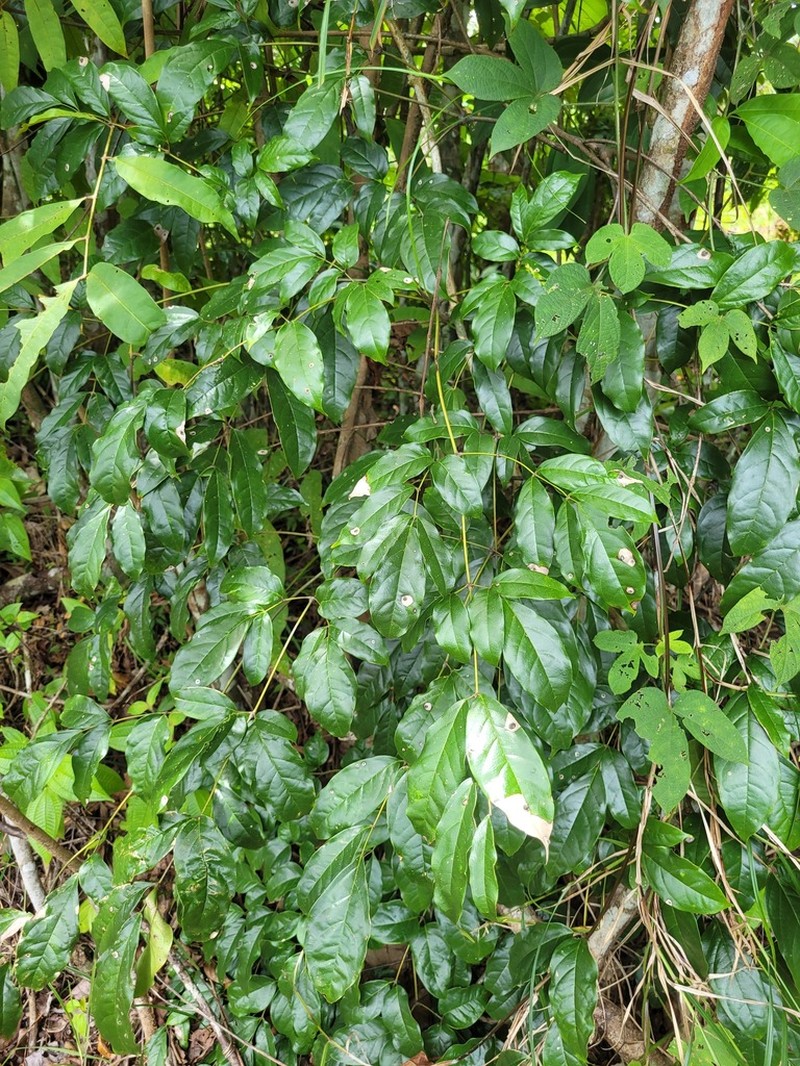 Adenocalymma bracteosum photo 4