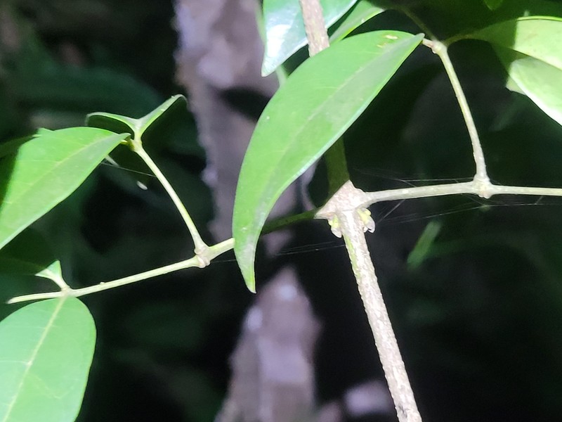 Adenocalymma bracteosum photo 5
