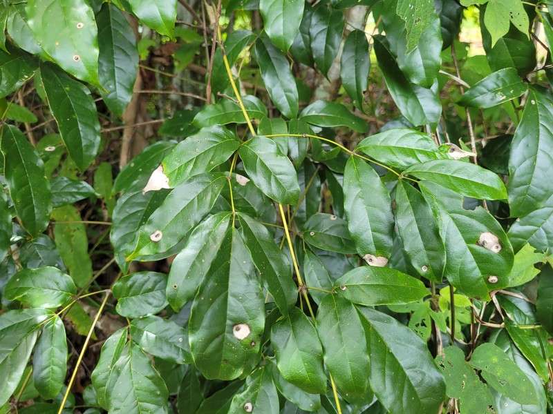 Adenocalymma bracteosum photo 6
