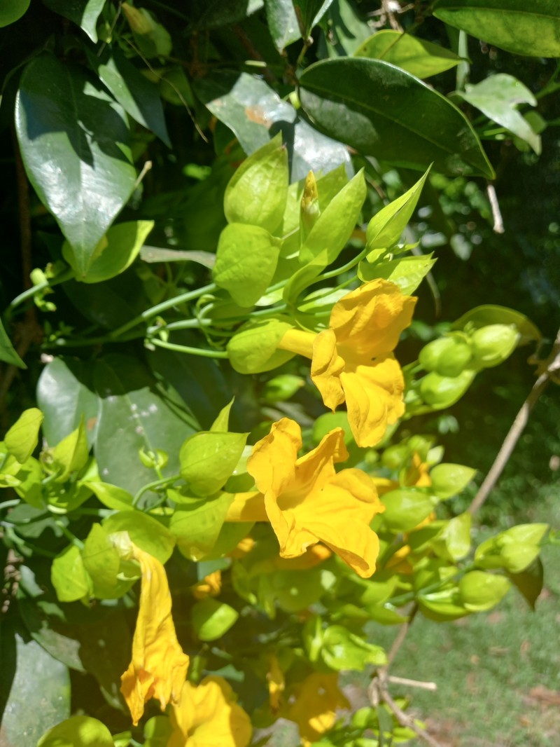 Adenocalymma bracteosum photo 7