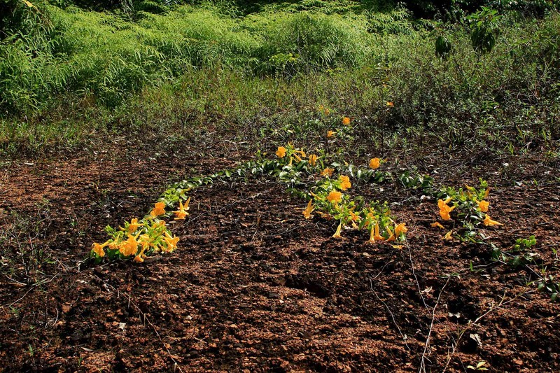 Adenocalymma bracteosum photo 8