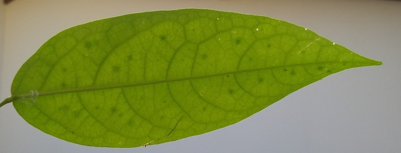 Adenocalymma calcareum photo 6