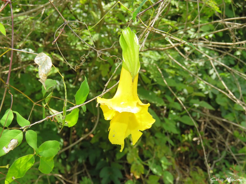 Adenocalymma candolleanum