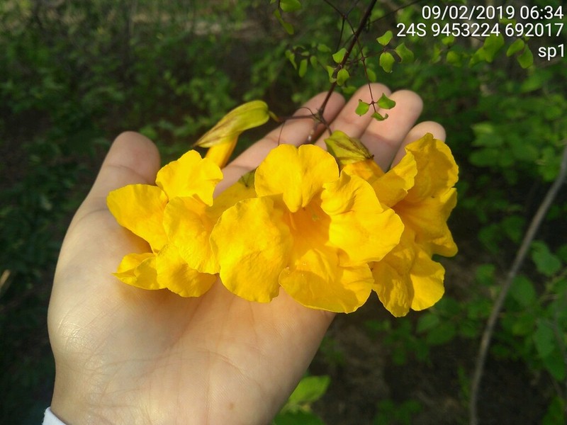 Adenocalymma candolleanum photo 2