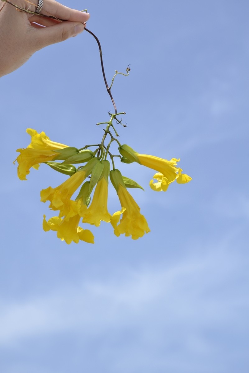 Adenocalymma candolleanum photo 3