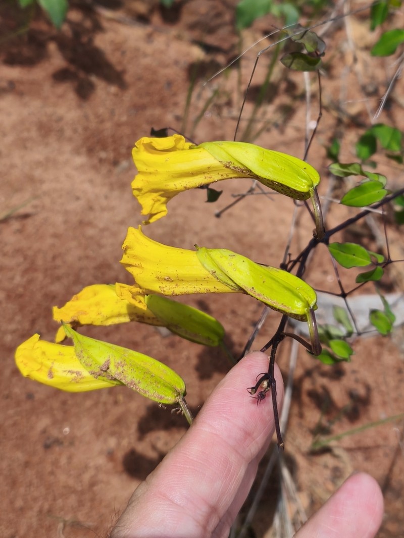 Adenocalymma candolleanum photo 4