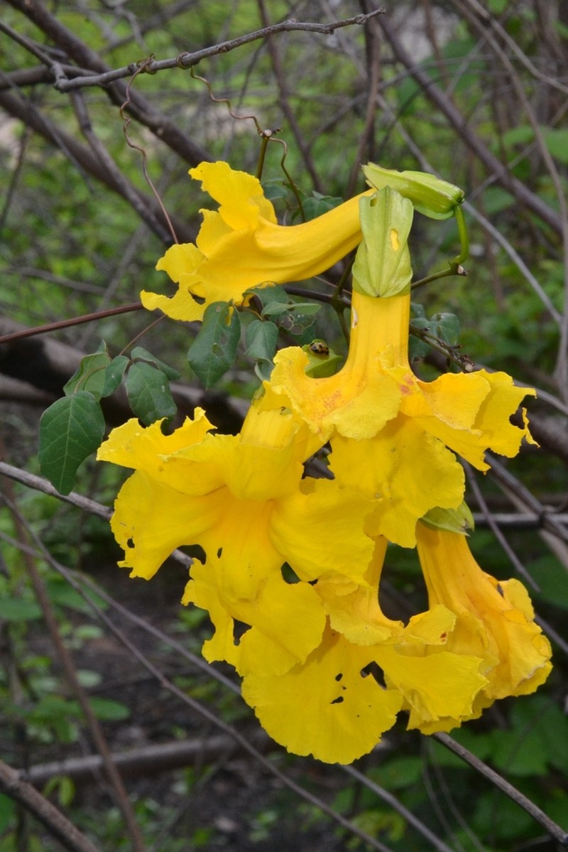 Adenocalymma candolleanum photo 5