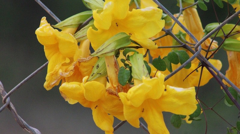 Adenocalymma candolleanum photo 6
