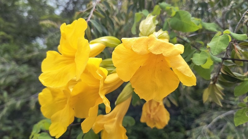 Adenocalymma candolleanum photo 7