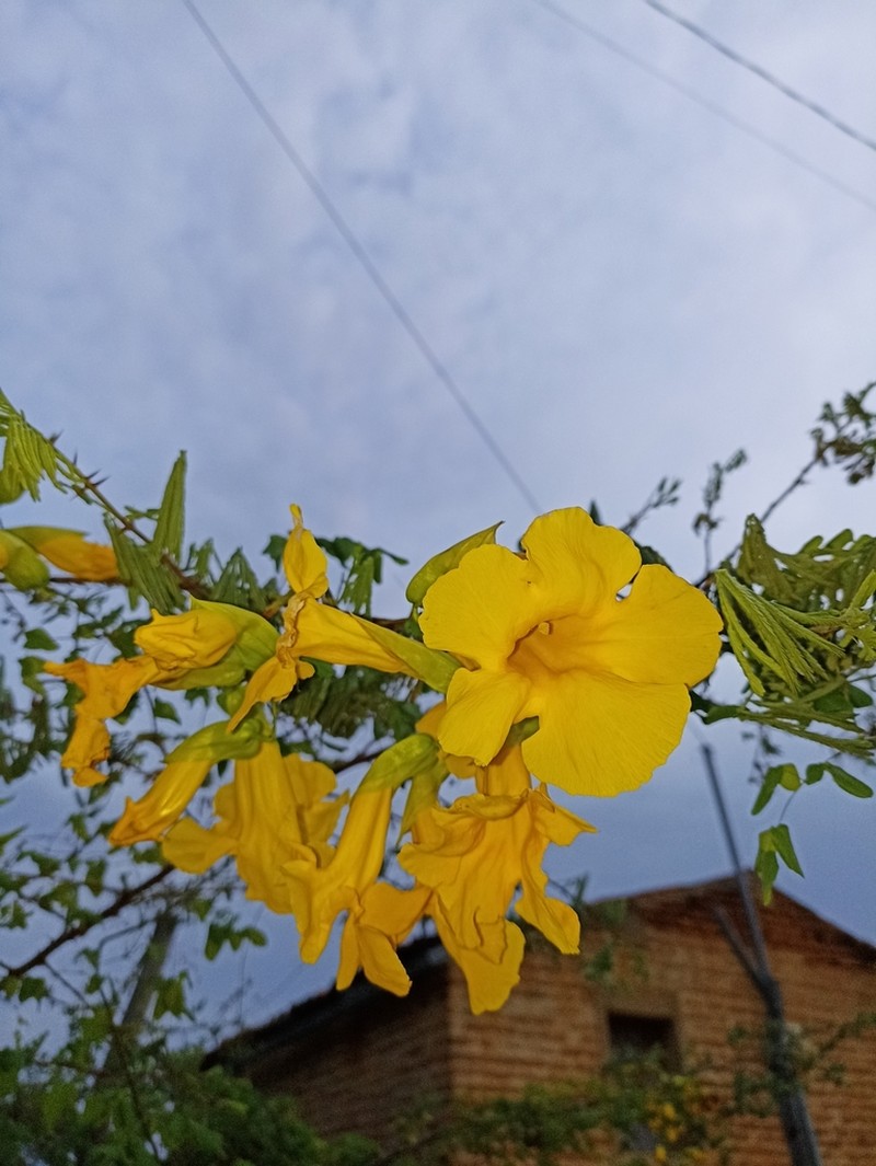 Adenocalymma candolleanum photo 8
