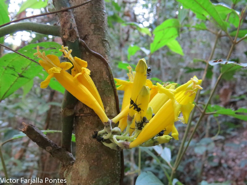 Adenocalymma cauliflorum