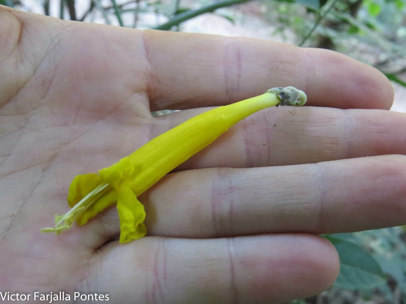 Adenocalymma cauliflorum photo 2
