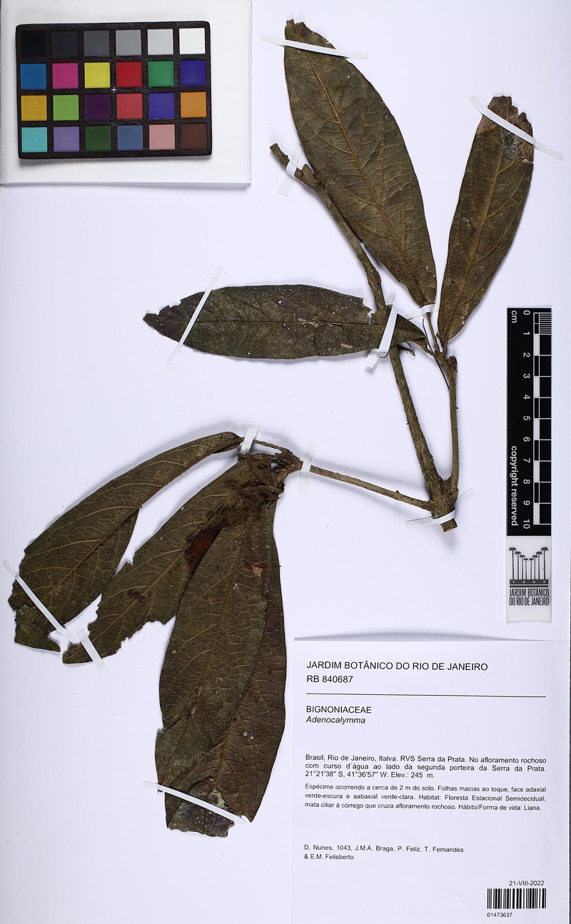 Adenocalymma cauliflorum photo 3