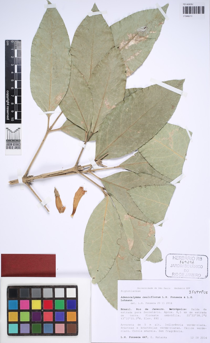 Adenocalymma cauliflorum photo 4