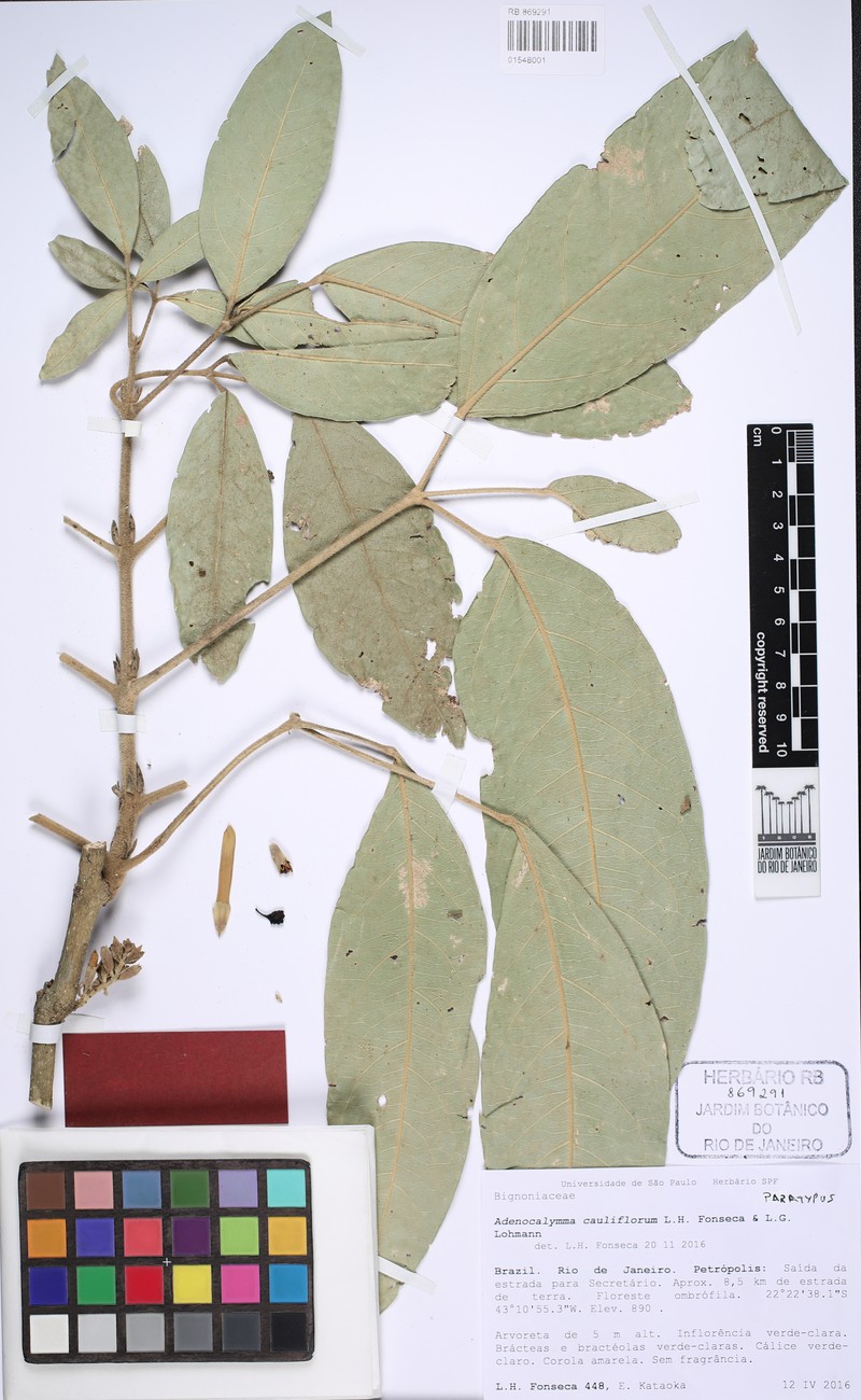 Adenocalymma cauliflorum photo 5