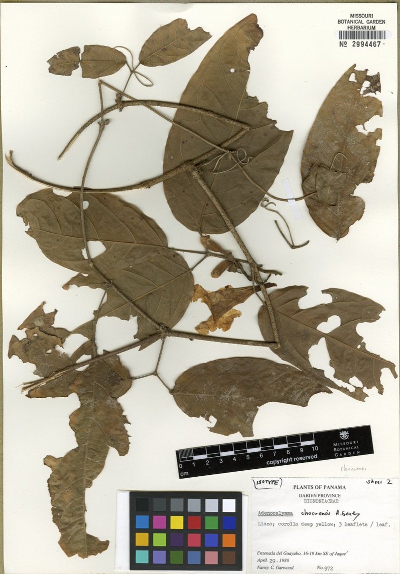 Adenocalymma chocoense