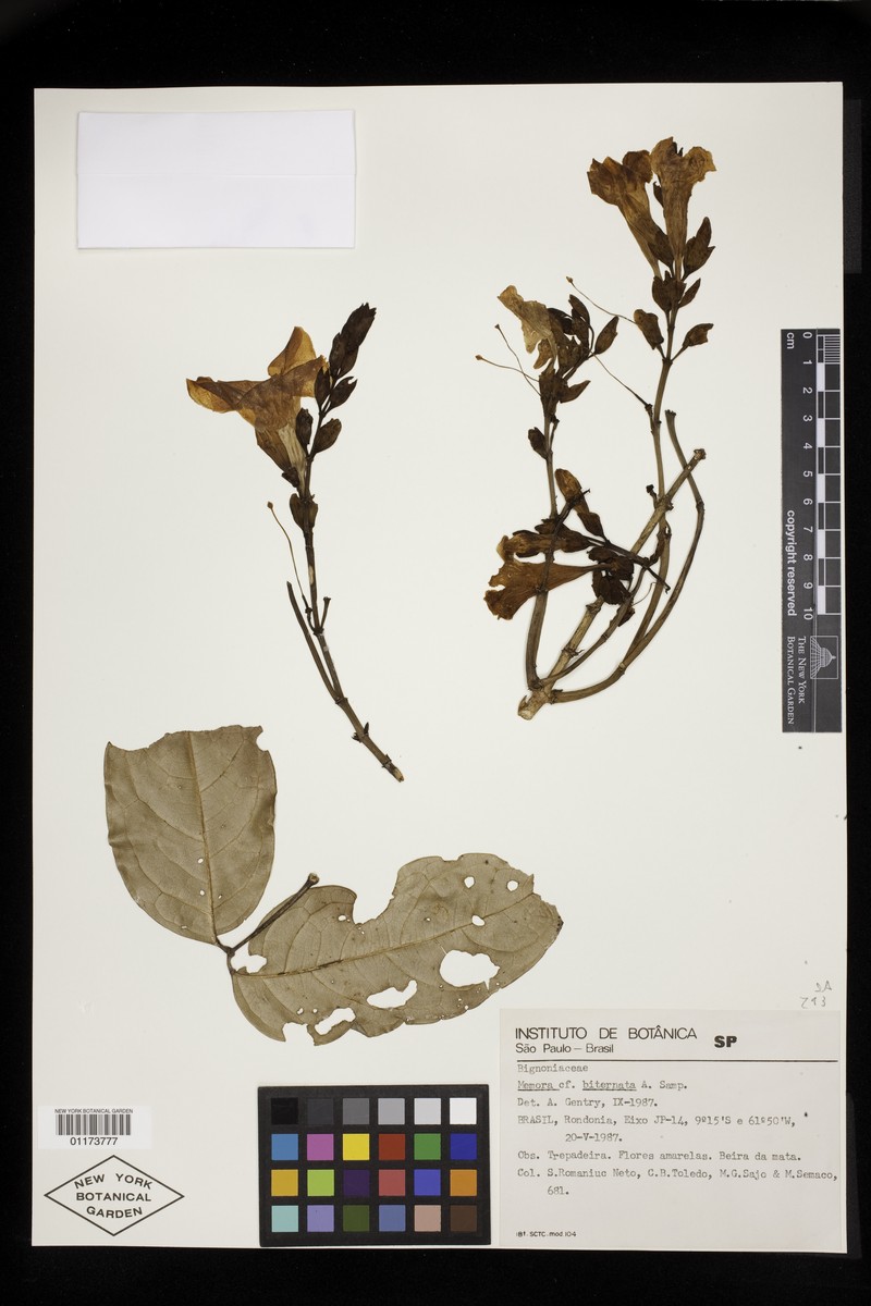 Adenocalymma cidii