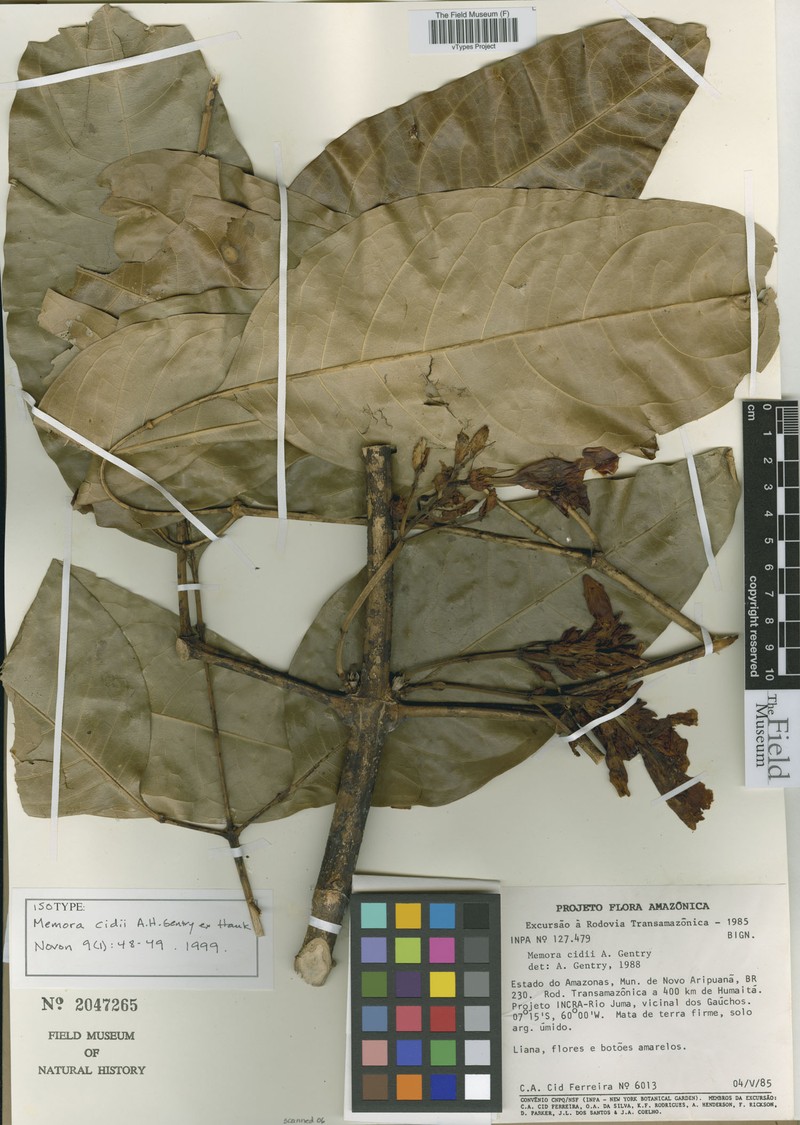 Adenocalymma cidii photo 2