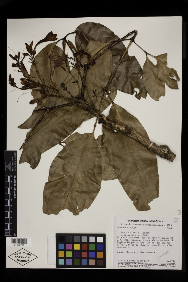 Adenocalymma cidii photo 3