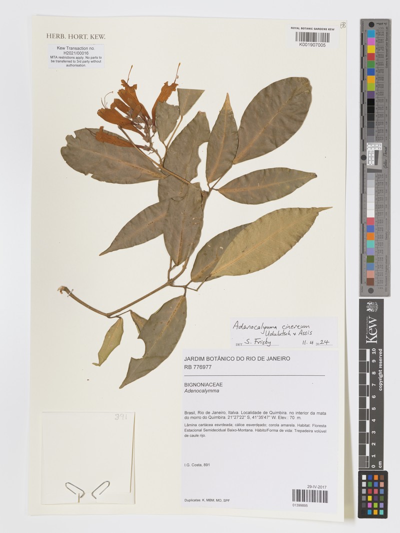 Adenocalymma cinereum