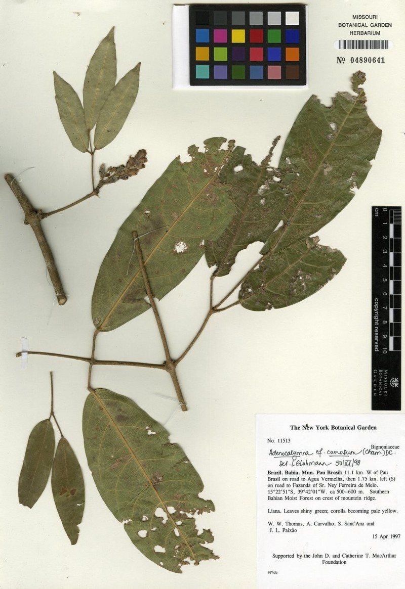 Adenocalymma cinereum photo 2