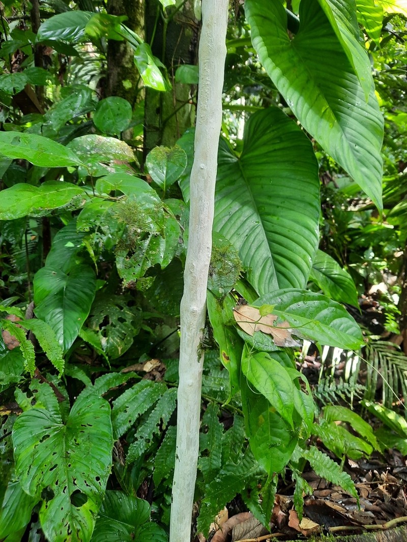 Adenocalymma cladotrichum photo 4