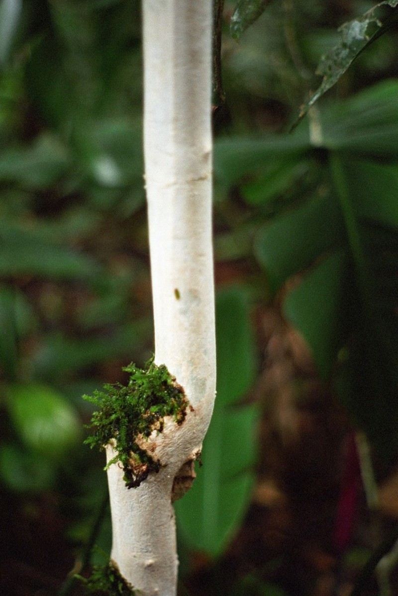 Adenocalymma cladotrichum photo 5