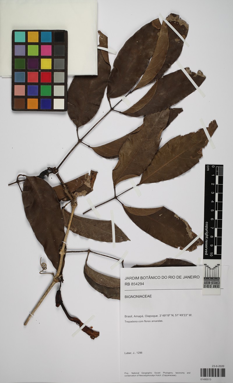 Adenocalymma contractum