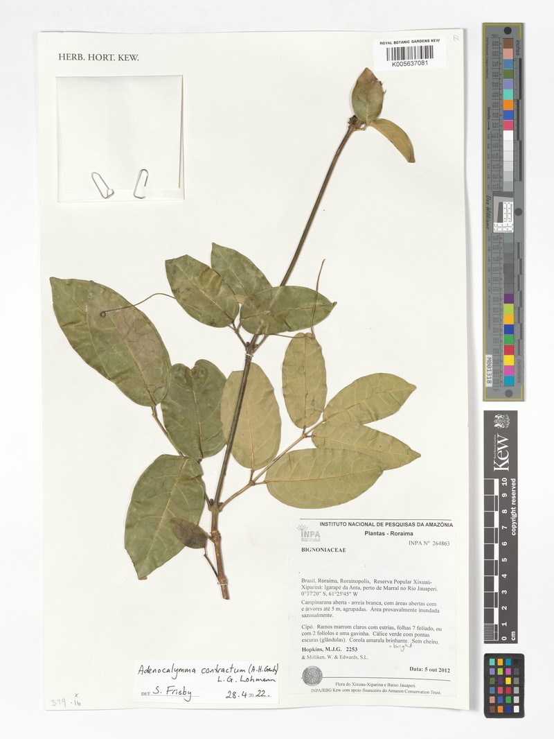 Adenocalymma contractum photo 2