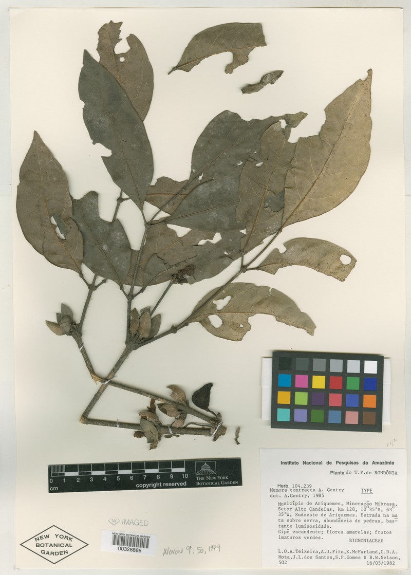 Adenocalymma contractum photo 3