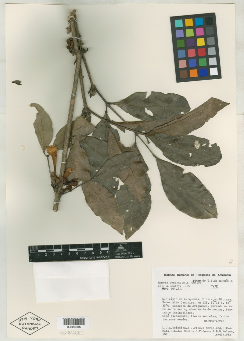 Adenocalymma contractum photo 4