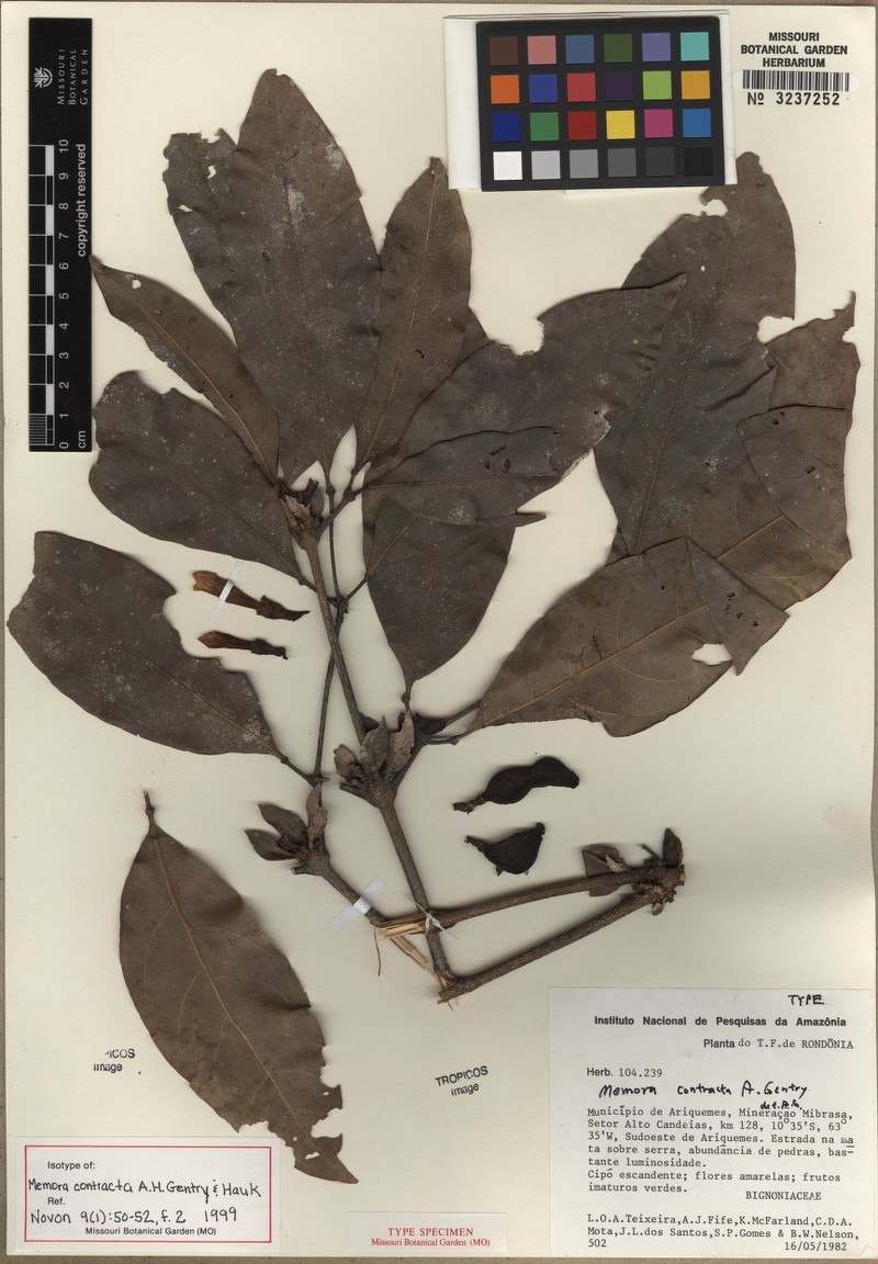 Adenocalymma contractum photo 5