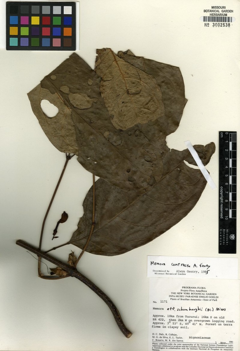 Adenocalymma contractum photo 6