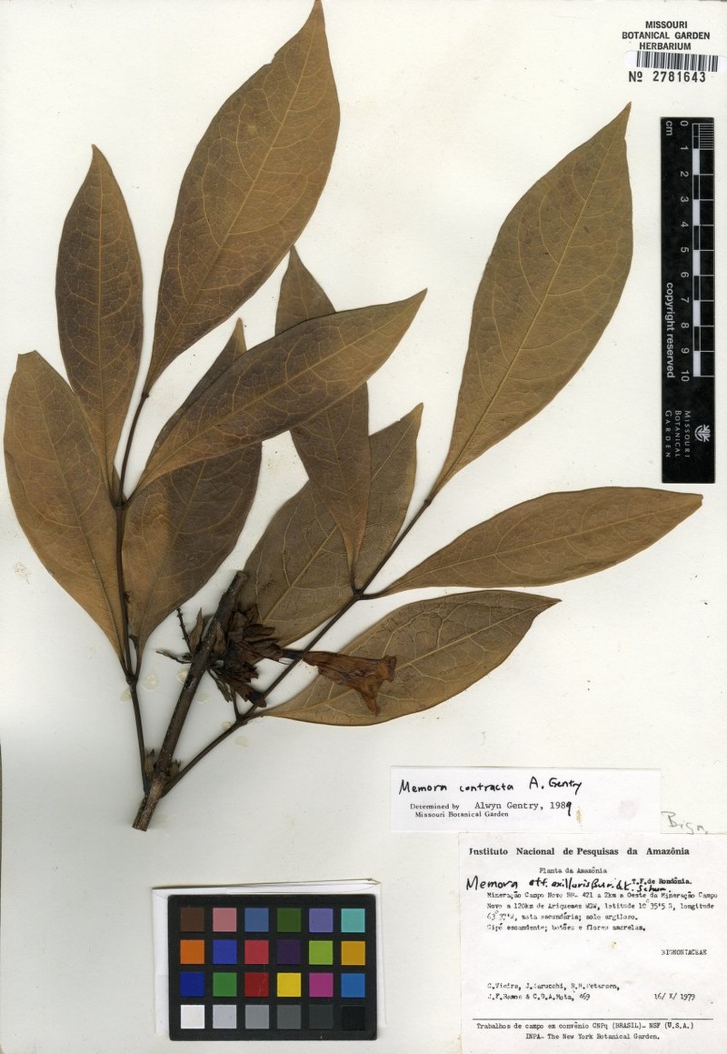 Adenocalymma contractum photo 7