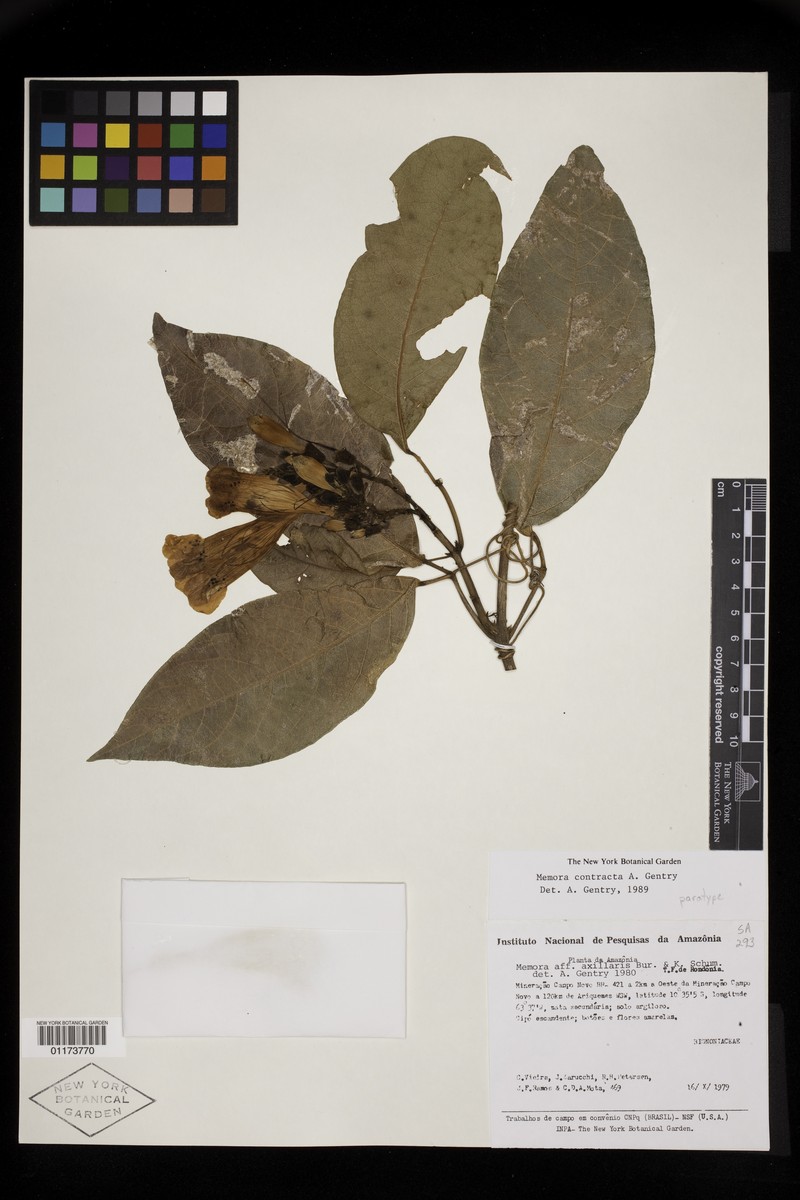 Adenocalymma contractum photo 8