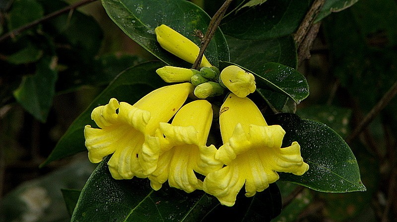 Adenocalymma coriaceum