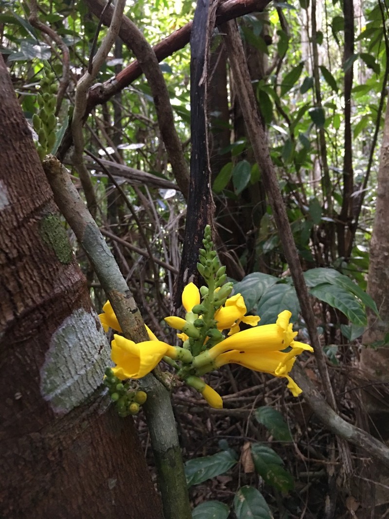 Adenocalymma coriaceum photo 2