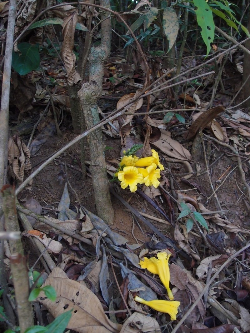 Adenocalymma coriaceum photo 3