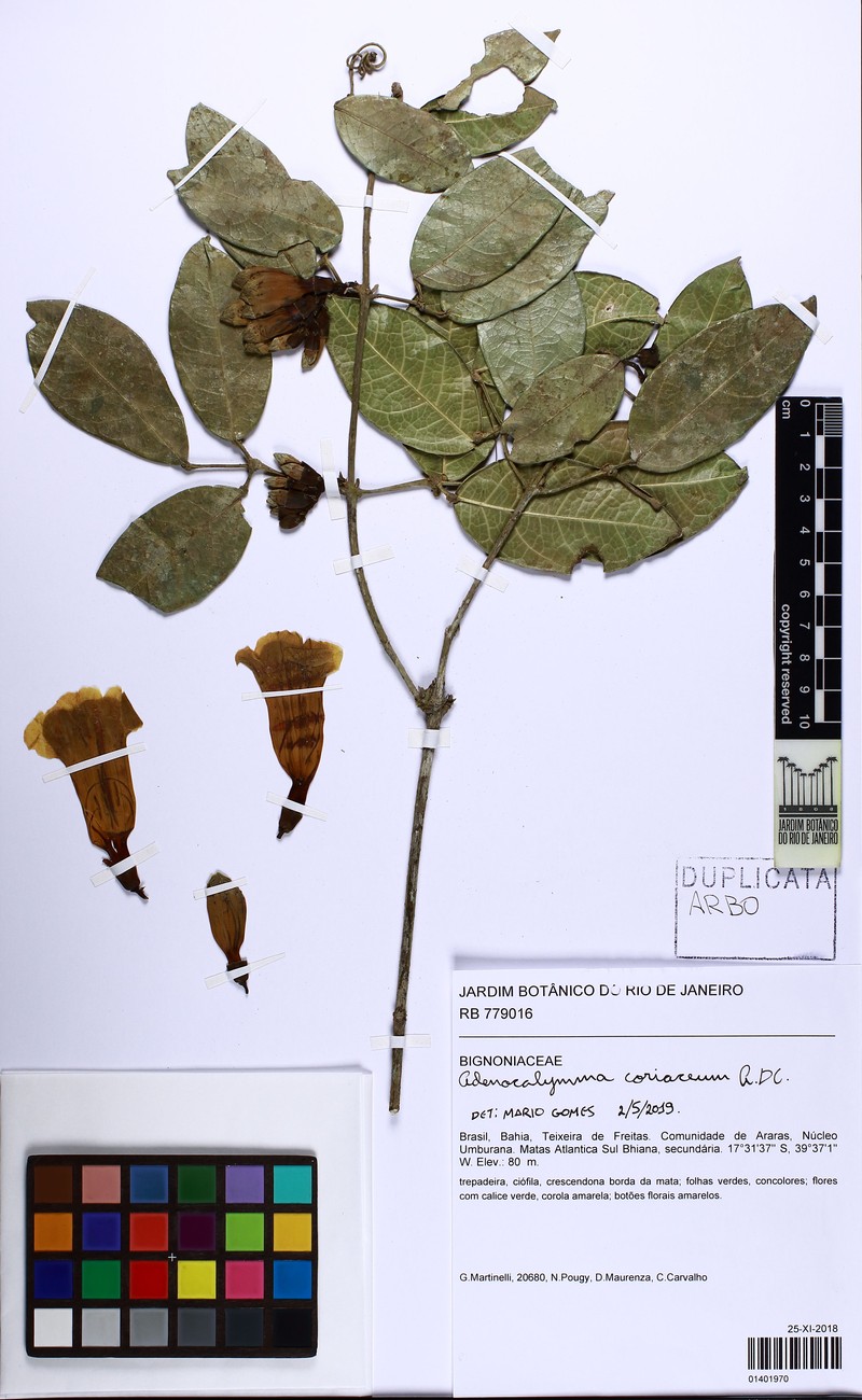 Adenocalymma coriaceum photo 4