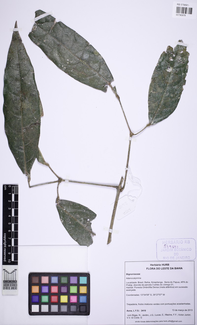 Adenocalymma coriaceum photo 5