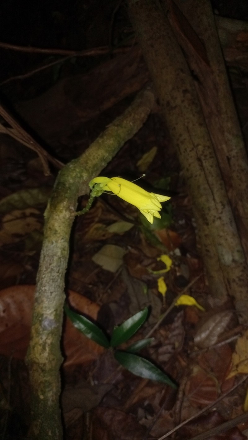 Adenocalymma cristicalyx