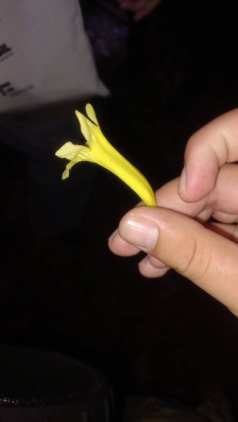 Adenocalymma cristicalyx photo 2