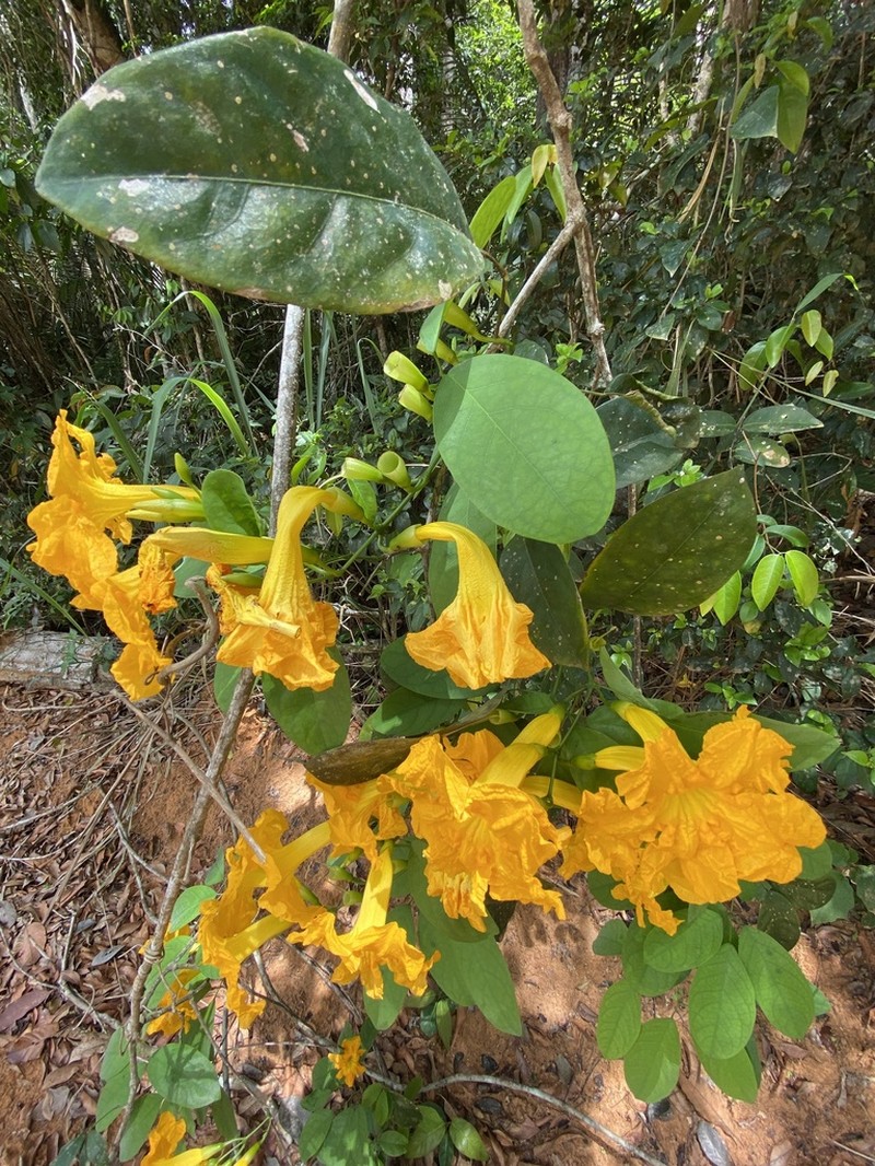 Adenocalymma cymbalum
